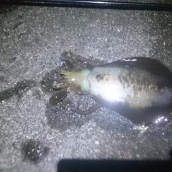 サイズアップしてきてますね！