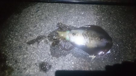 サイズアップしてきてますね！