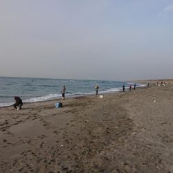 12月なのにキス爆釣