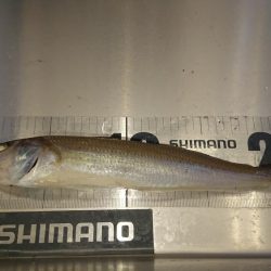 でかキスを求めて