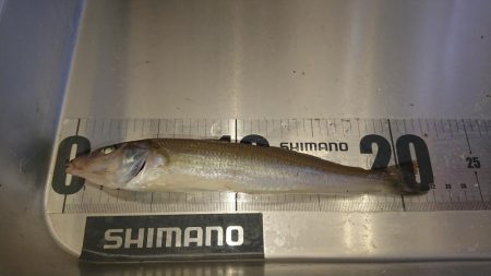 でかキスを求めて