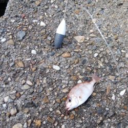 東二見水道へ落ちギス釣査