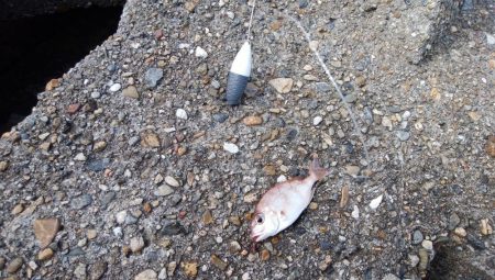 東二見水道へ落ちギス釣査