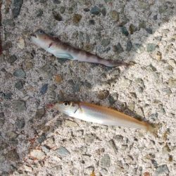 浦港でキス釣り