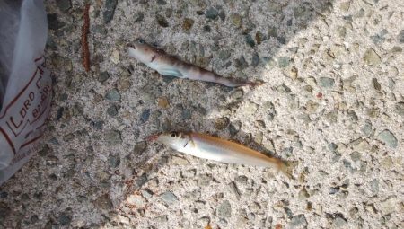 浦港でキス釣り