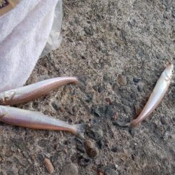 播磨新島へシーズンラスト釣行(・・?