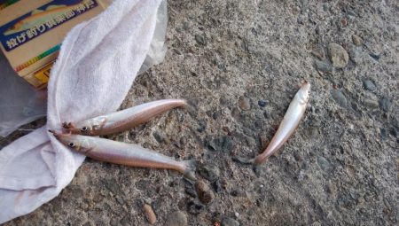 播磨新島へシーズンラスト釣行(・・?