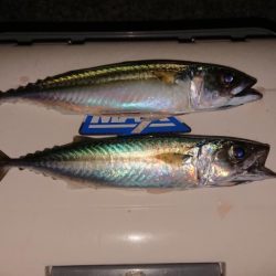 今年の釣り納め