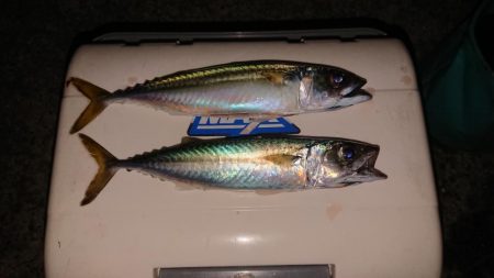 今年の釣り納め