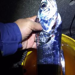 １２月タチウオ狙いに行きました。