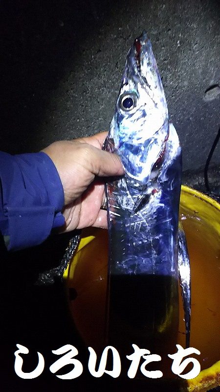 １２月タチウオ狙いに行きました。