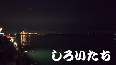 タチウオ釣ってきた！