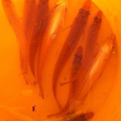 サバはもういない？投げ釣りだ！