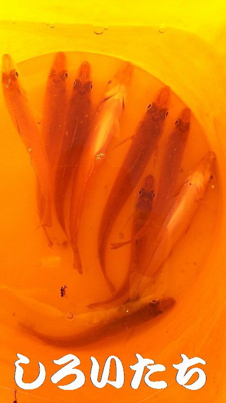 サバはもういない？投げ釣りだ！