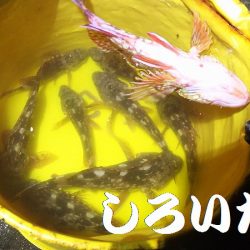 ガッシーが遊んでくれましたが、約２時間で終了。本命は別