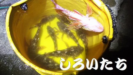 ガッシーが遊んでくれましたが、約２時間で終了。本命は別