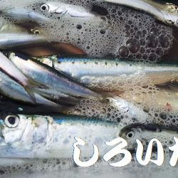 タチウオからの・・・