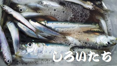 タチウオからの・・・