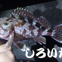 マイワシ、他、いろいろ釣れました！