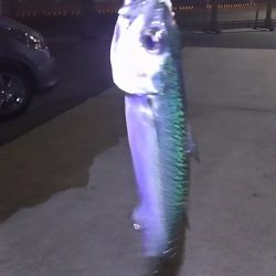 両親と今年最後？の釣り。