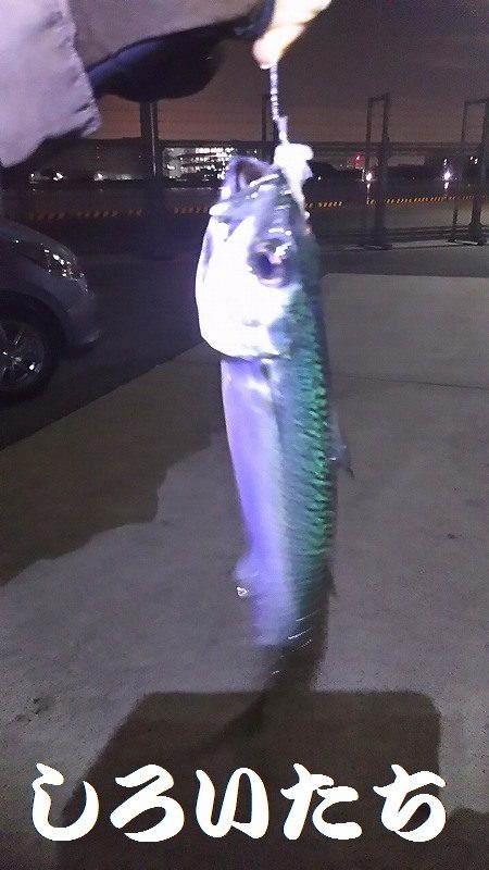 両親と今年最後？の釣り。