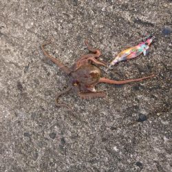 コウイカエギング