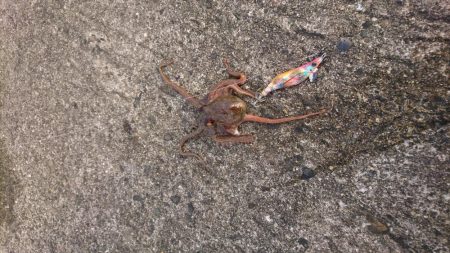 コウイカエギング