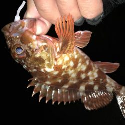 メバリング第2弾