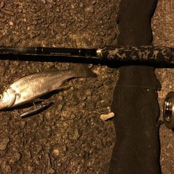 ちょい釣り セイゴ