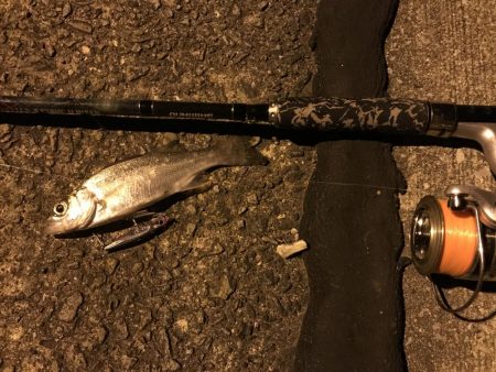 ちょい釣り セイゴ