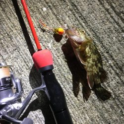 ひいか、たけのこめばる