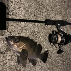 メバル プラッキング 修行