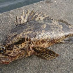 まぁまぁのタケノコメバル