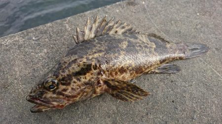 まぁまぁのタケノコメバル