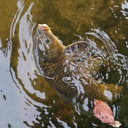 オイカワに混じって野ゴイ