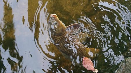 オイカワに混じって野ゴイ
