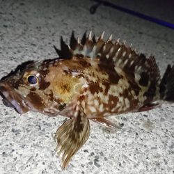 メバリングのはずが…