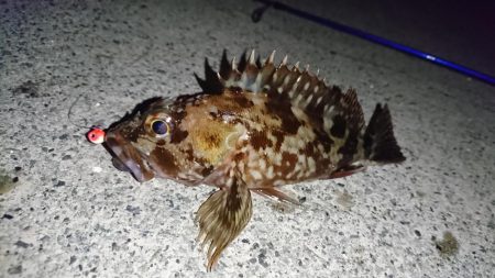 メバリングのはずが…