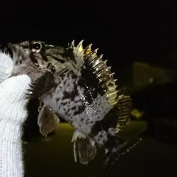 メバリング？ガシリング！