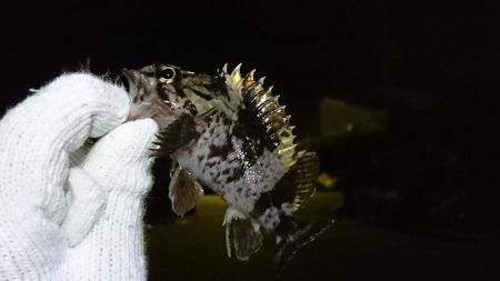 メバリング？ガシリング！