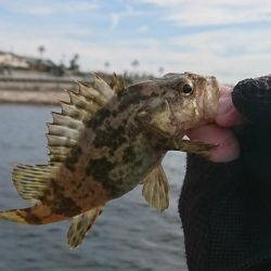 江井ヶ島漁港・穴釣り