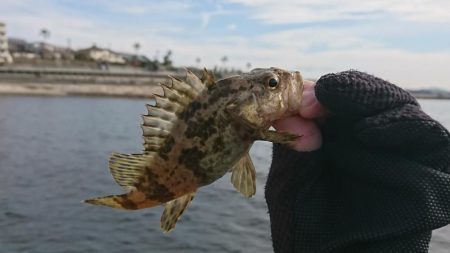 江井ヶ島漁港・穴釣り
