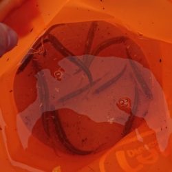 赤根川・オイカワ調査