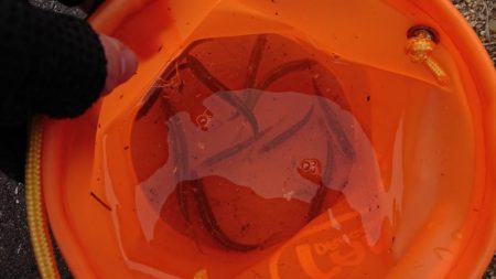 赤根川・オイカワ調査