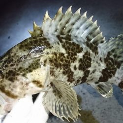 グッドサイズのタケノコメバル！