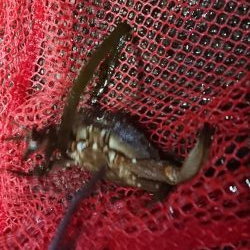 メバル・ワタリガニ