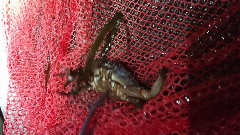 メバル・ワタリガニ