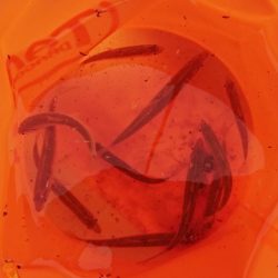 明石・赤根川小物釣り