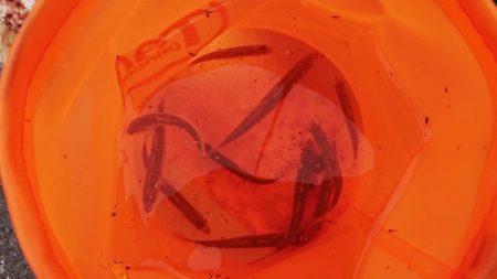 明石・赤根川小物釣り