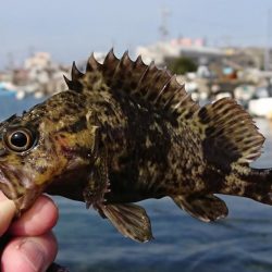 釣り納め・でかアイナメ